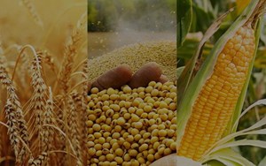 با ادامه تهاجم تروریستی آمریکایی صهیونی/  قیمت محصولات کشاورزی در بازار جهانی افزایش یافت