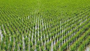 رئیس مجمع هماهنگی تشکلهای بخش کشاورزی: کشت شلتوک در مسیر کارون از هدررفت آب جلوگیری می کند
