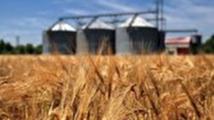 نیازی به واردات حتی یک کیلو گندم نداریم/ریالی از مطالبات گندمکاران پرداخت نشد