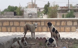 مبارزه با بیماری‌های کیست هیداتیک در جمعیت حیوانی در خوزستان