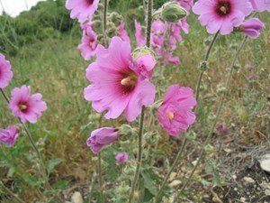 3گیاه برای درمان سرفه‌های مداوم
