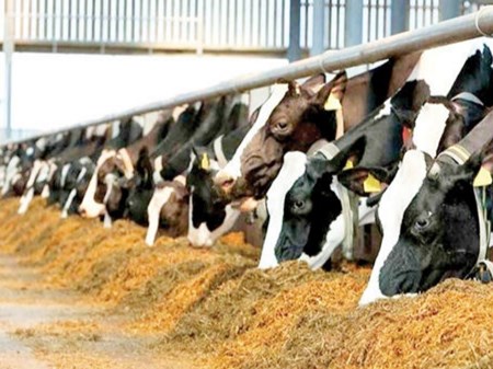 نرخ مصوب شیر خام به ۲۹ هزار و ۵۰۰ تومان رسید