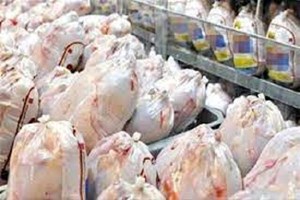 سازمان دامپزشکی: هیچ مجوزی برای واردات مرغ از بلاروس صادر نشده است