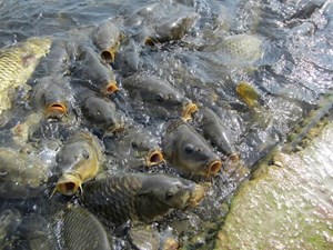 تولید و تکثیر تجاری ماهی باس دریایی در خوزستان
