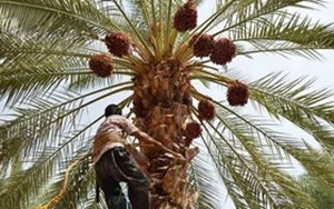 ۳۵۰۰ هکتار از اراضی نخیلات خرمشهر احیا میشوند/ ضرورت تامین آب مستمر و با کیفیت برای نخیلات