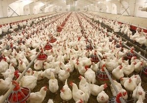 دستیابی ایران به فناوری نسل جدید جوجه‌کشی/ آغاز مذاکرات صادرات تجهیزات ایرانی به روسیه