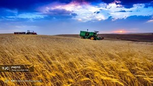 ۵۰۴ همت اعتبار برای خرید تضمینی گندم در نظر گرفته شد