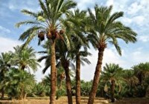 اجرای طرح جوان‌سازی نخیلات خوزستان در سطح ۱۵۰۰ هکتار
