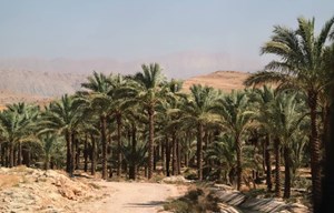 آخرین مهلت ثبت بیمه نخلداران خوزستانی تا پایان اردیبهشت ماه است