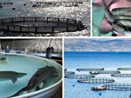 ایران به جمع سه کشور صاحب فناوری واکسن‌های خوراکی آبزیان پیوست