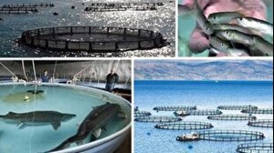 ایران به جمع سه کشور صاحب فناوری واکسن‌های خوراکی آبزیان پیوست