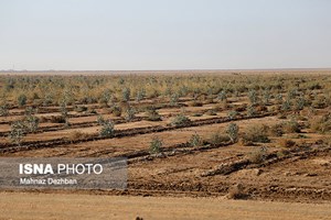 سرپرست معاونت خدمات شهری شهرداری اهواز خبر داد: اجرای تنها ۱۰ کیلومتر از کمربند سبز اهواز/ صنایع به تعهدات خود عمل نمی‌کنند