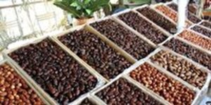 اجرای طرح ایجاد صنایع بستهبندی، تبدیلی و فرآوری خرما در خوزستان