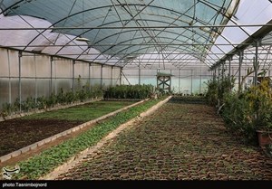 رئیس سازمان جهاد کشاورزی؛ الزام QR کد برای محصولات کشاورزی از ابتدای شهریور