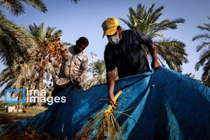 برداشت خارک نوبرانه خرمشهر آغاز شد