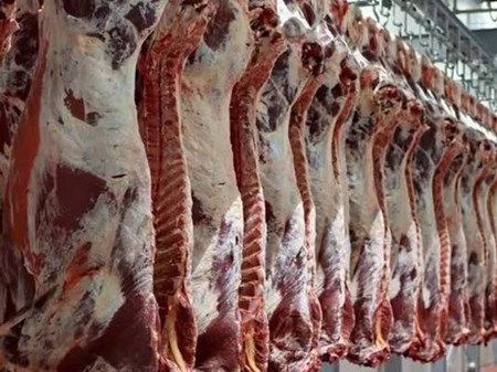 رئیس شورای تامین دام کشور: پاییز از نظر تامین گوشت شرایط خوبی داریم