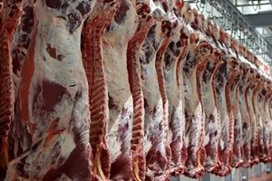 رئیس شورای تامین دام کشور: پاییز از نظر تامین گوشت شرایط خوبی داریم