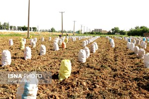 مدیرعامل سازمان مرکزی تعاون روستایی عنوان کرد: قیمت سیب‌زمینی متناسب می‌شود/ ذخیره‌سازی سیب‌زمینی در ۷ استان