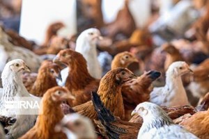 معاون وزیر جهاد کشاورزی: قیمت‌های جدید مرغ و تخم‌مرغ ناشی از افزایش هزینه‌ها است، نه گرانفروشی