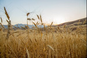 کشت بیش از ۵۴۵ هزار هکتار گندم در خوزستان/طرح دستیابی به پتانسیل عملکرد گندم اجرا می‌شود