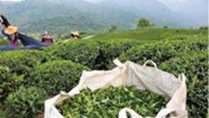 حداکثر قیمت هرکیلو چای برای مصرف کننده به ۴۵۰ هزارتومان رسید