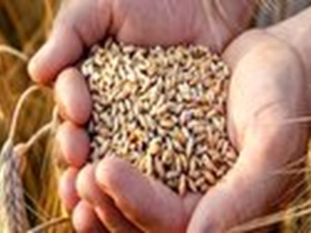 گندم مورد نیاز واحدهای خبازی تامین است/ذخایر کالاهای اساسی قابل اتکاست