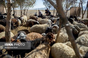 قیمت گوشت گوسفندی کاهشی می‌شود؟/ پیشنهاد عرضه گوشت گرم در کالا برگ