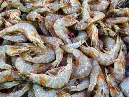 تولید بیش از ۲ هزار و ۵۰۰ تن میگوی پرورشی در خوزستان