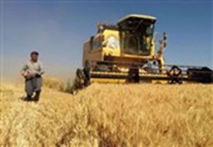 اولتیماتوم ۱هفتهای مجلس به وزیر کشاورزی برای اعلام قیمت گندم