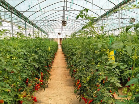 افتتاح اولین گلخانه هیدروپونیک جنوب‌غرب خوزستان در خرمشهر