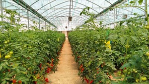 افتتاح اولین گلخانه هیدروپونیک جنوب‌غرب خوزستان در خرمشهر