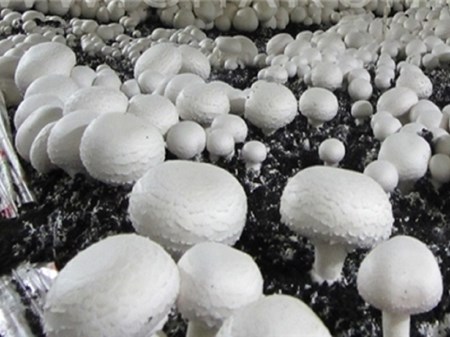 تولید قارچ به ۱۹۰ هزارتن می‌رسد