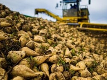 برداشت بیش از ۱.۳ میلیون تن چغندرقند پاییزه در خوزستان