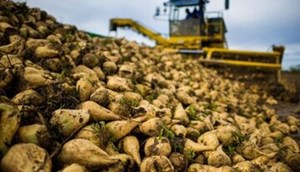برداشت بیش از ۱.۳ میلیون تن چغندرقند پاییزه در خوزستان