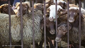جمعیت دام کشور مطلوب است/ قیمت دام زنده کاهشی شد/بازار گوشت قرمز مطلوب می شود