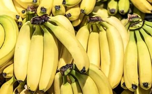 رئیس اتحادیه صادرات محصولات کشاورزی عنوان کرد: قیمت موز باید بسیار پایین تر باشد/ رانت واردات موز در قبال صادرات سیب!