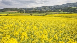 ۲۳۰ هزار تن کلزا برداشت شد