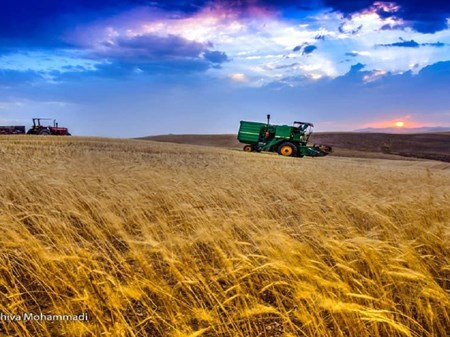 مطالبات گندمکاران تا پایان شهریور تسویه می‌شود