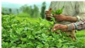 مصرف سالانه ۶۰ هزارتن چای در کشور/در بازار چای چه می‌گذرد؟