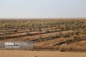 هدف احیای زیستمحیطی، تثبیت خاک، کاهش گرد و غبار/ سایت قدیم پسماند برومی اهواز  نهالکاری میشود