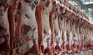 طرح جدید لیبل گذاری لاشههای گوشت در کشتارگاههای خوزستان