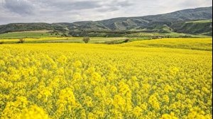 خوداتکایی ۴۰ درصدی در تولید روغن محقق می‌شود؟