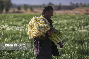 پیش‌بینی برداشت ۶۱ میلیون شاخه گل نرگس در خوزستان