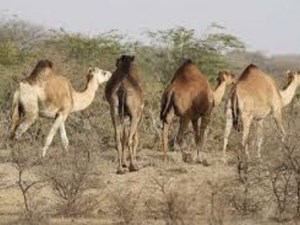 وجود ۱۴ شهرستان پرورش دهنده شتر در خوزستان