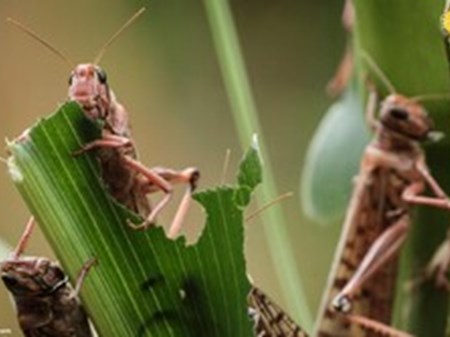 احتمال ورود ملخ صحرایی از هند به استان‌های جنوبی کشور