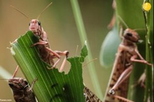 احتمال ورود ملخ صحرایی از هند به استان‌های جنوبی کشور