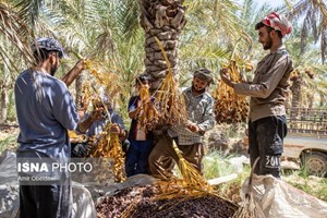 آغاز برداشت طلای شیرین آبادان؛ پیش‌بینی تولید ۱۵۰ هزار تن خرما