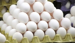 گزارشی از شیوع آنفولانزای حاد پرندگان نداشتهایم