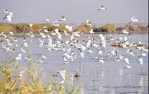 مَحمیه ها قتلگاه پرندگان مهاجر خوزستان