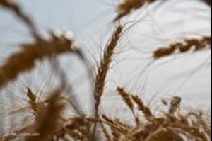 سال آینده از واردات گندم بینیاز میشویم
